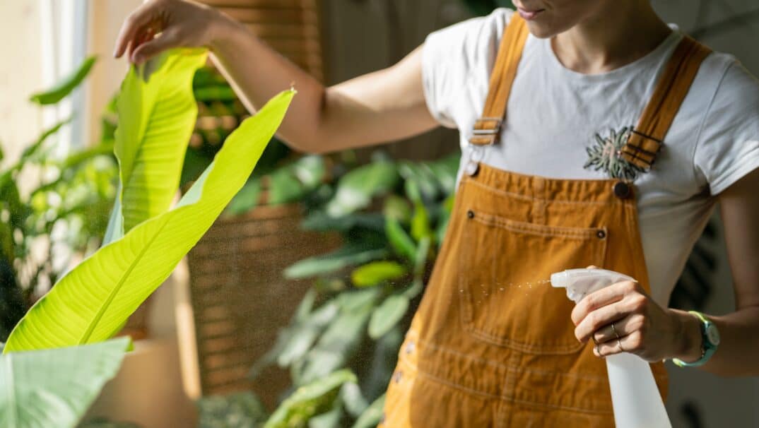 Woman watering her indoor plants. No faces are shown.